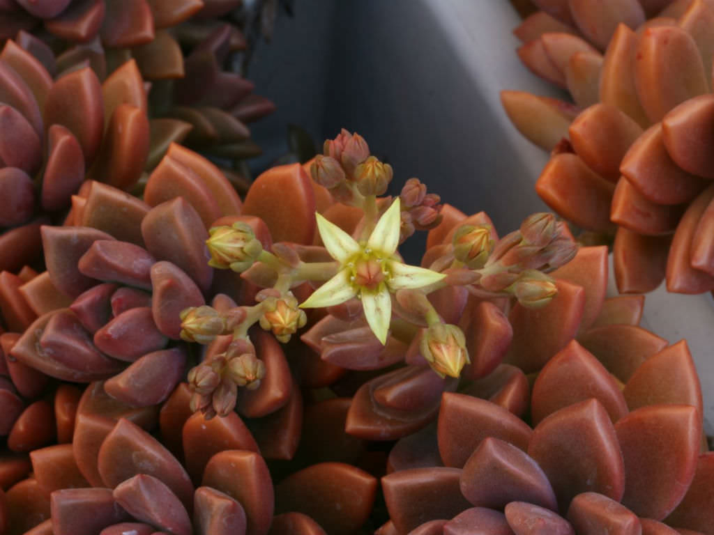 graptosedum bronze succulent Graptosedum 'Bronze' – Heron's Head Nursery