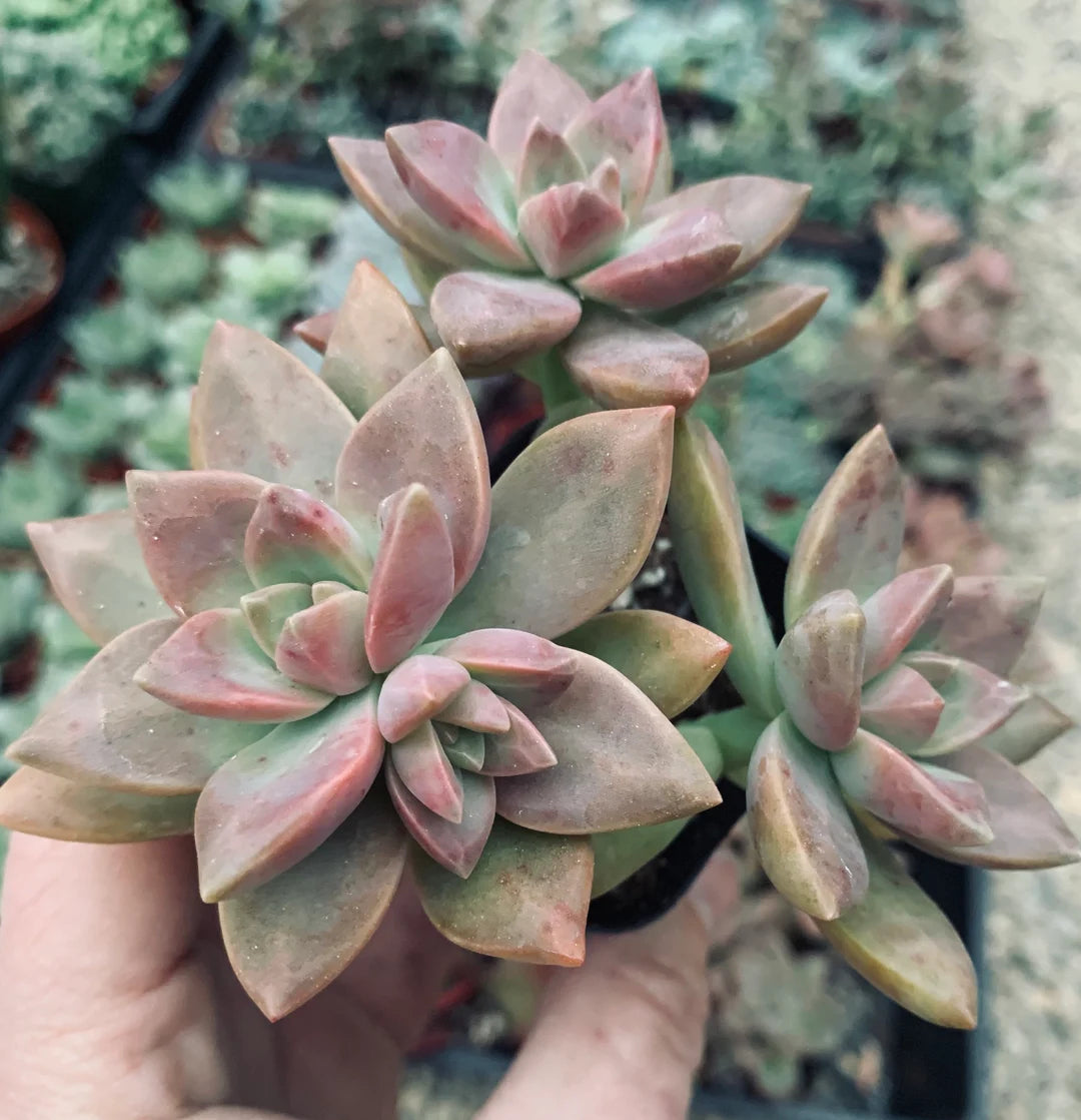 succulent graptosedum Graptosedum 'Vera Higgins'