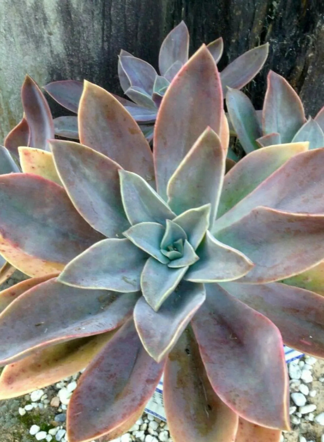fred succulent Graptoveria Fred Ives 4 inch / Plastic Pot