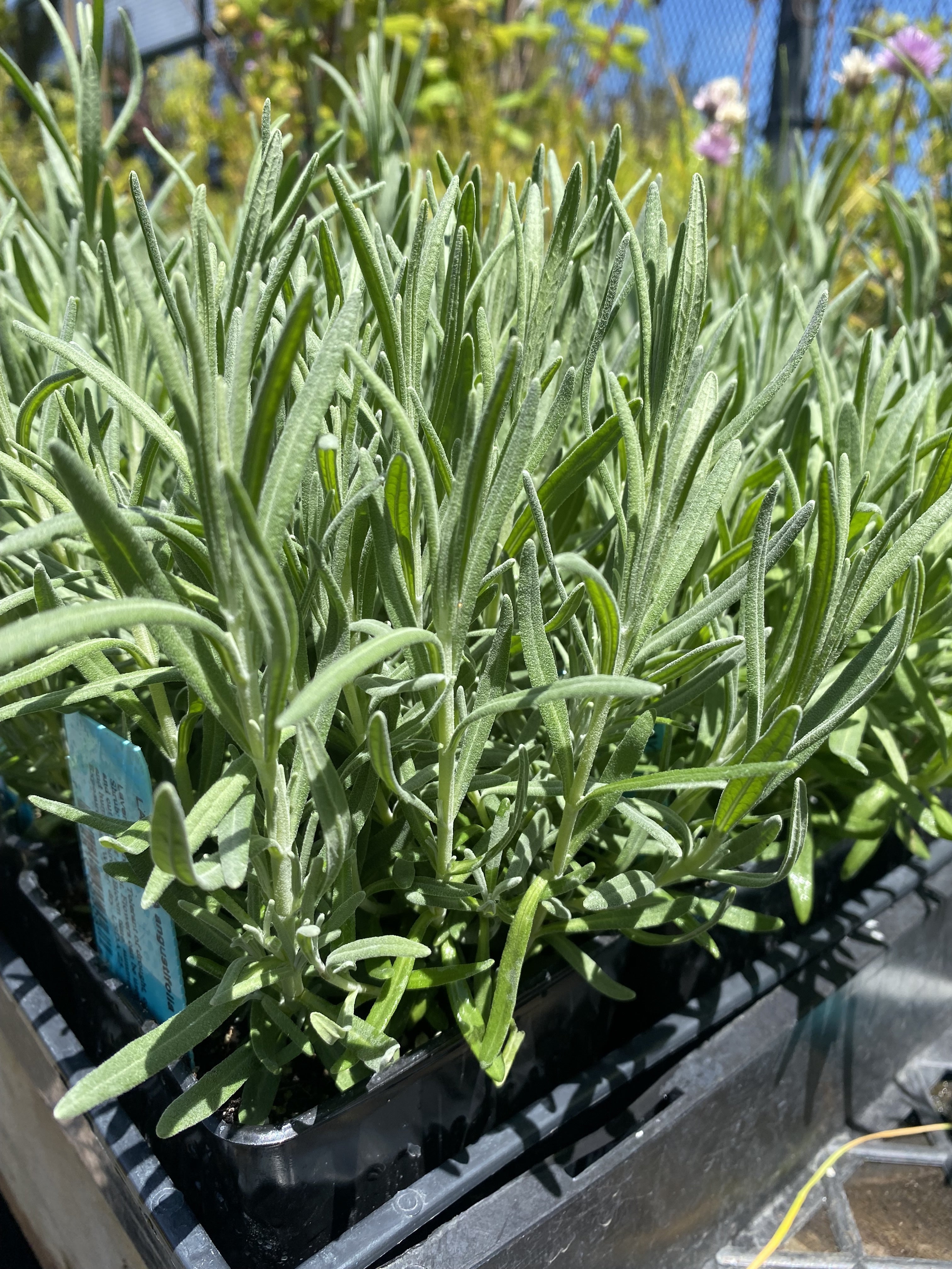 Lavandula angustifolia 'Munstead' (English Lavender) – Heron's Head Nursery