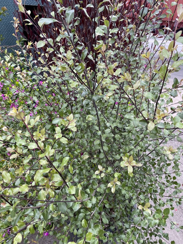 Pittosporum tenuifolium 'Silver Sheen'