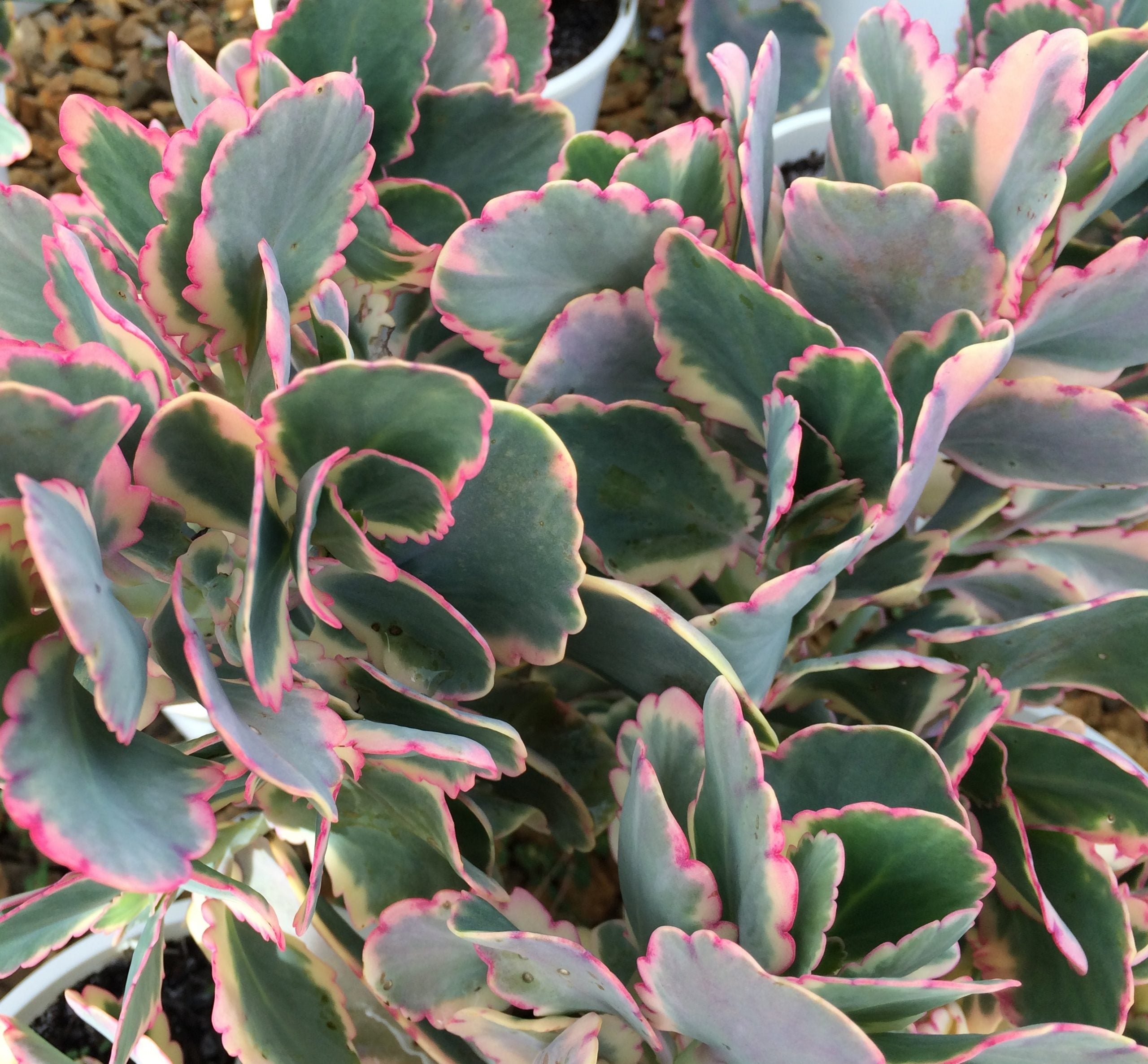 variegated kalanchoe succulent Kalanchoe fedtschenkoi – Heron's Head Nursery