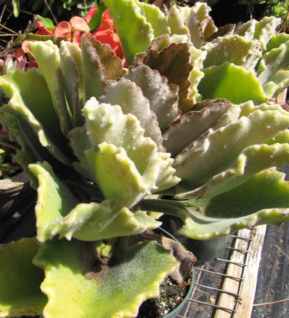 kalanchoe beharensis succulent Kalanchoe beharensis 'Fang' – Heron's Head Nursery