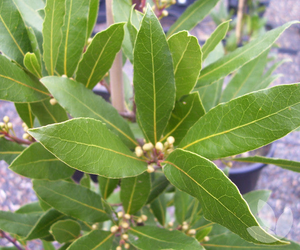Laurus nobilis – Heron's Head Nursery