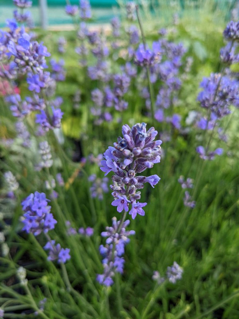 single lavender plant Lavandula angustifolia 'Wee One' (English Lavender)