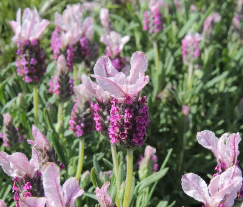 with love lavender plant Lavandula stoechas 'With Love' (Spanish Lavender)