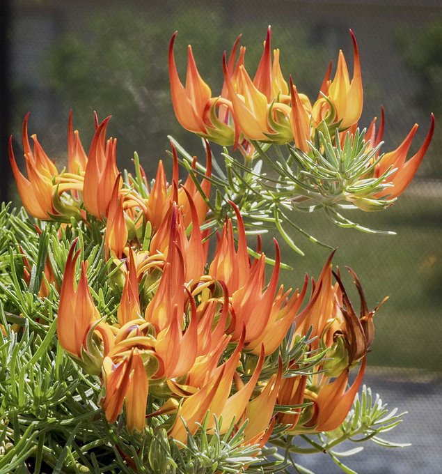 Lotus berthelotii