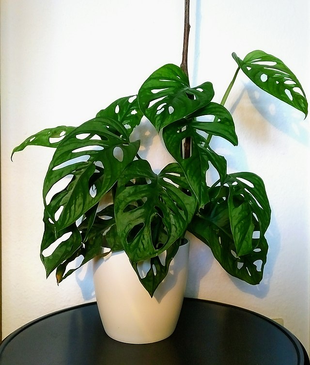 Monstera adansonii – Heron's Head Nursery