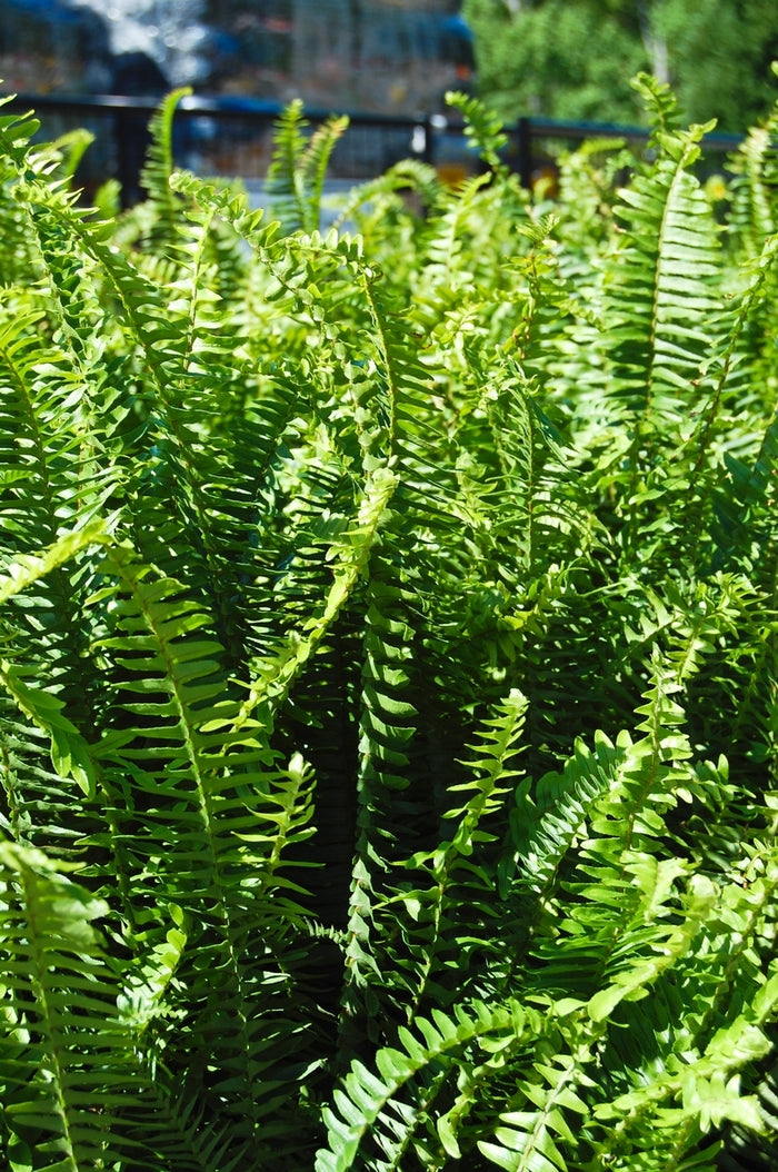 Nephrolepis Obliterata – Heron's Head Nursery