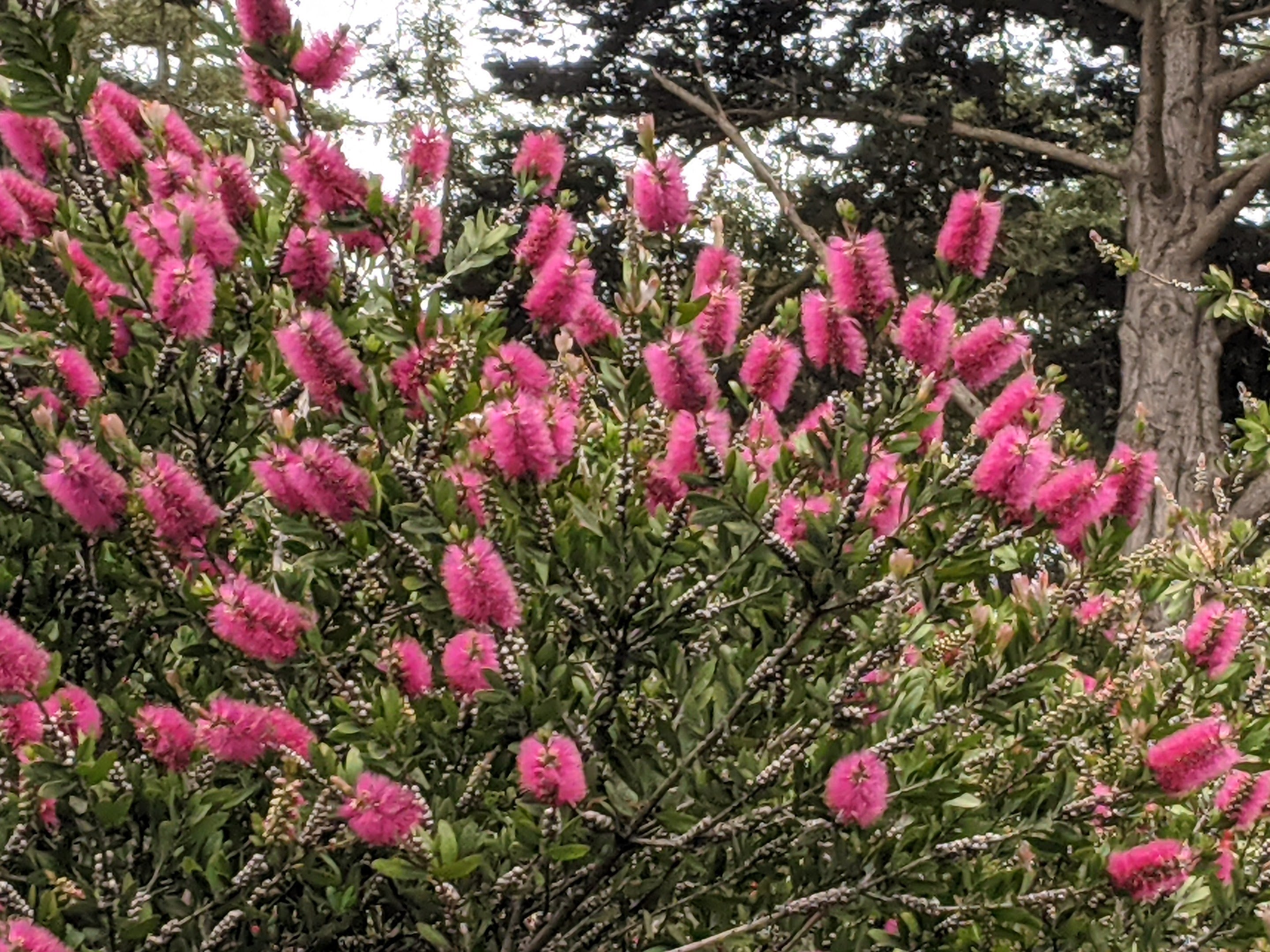 Bottlebrush Plant Callistemon Citrinus - Garden Plants And Tools