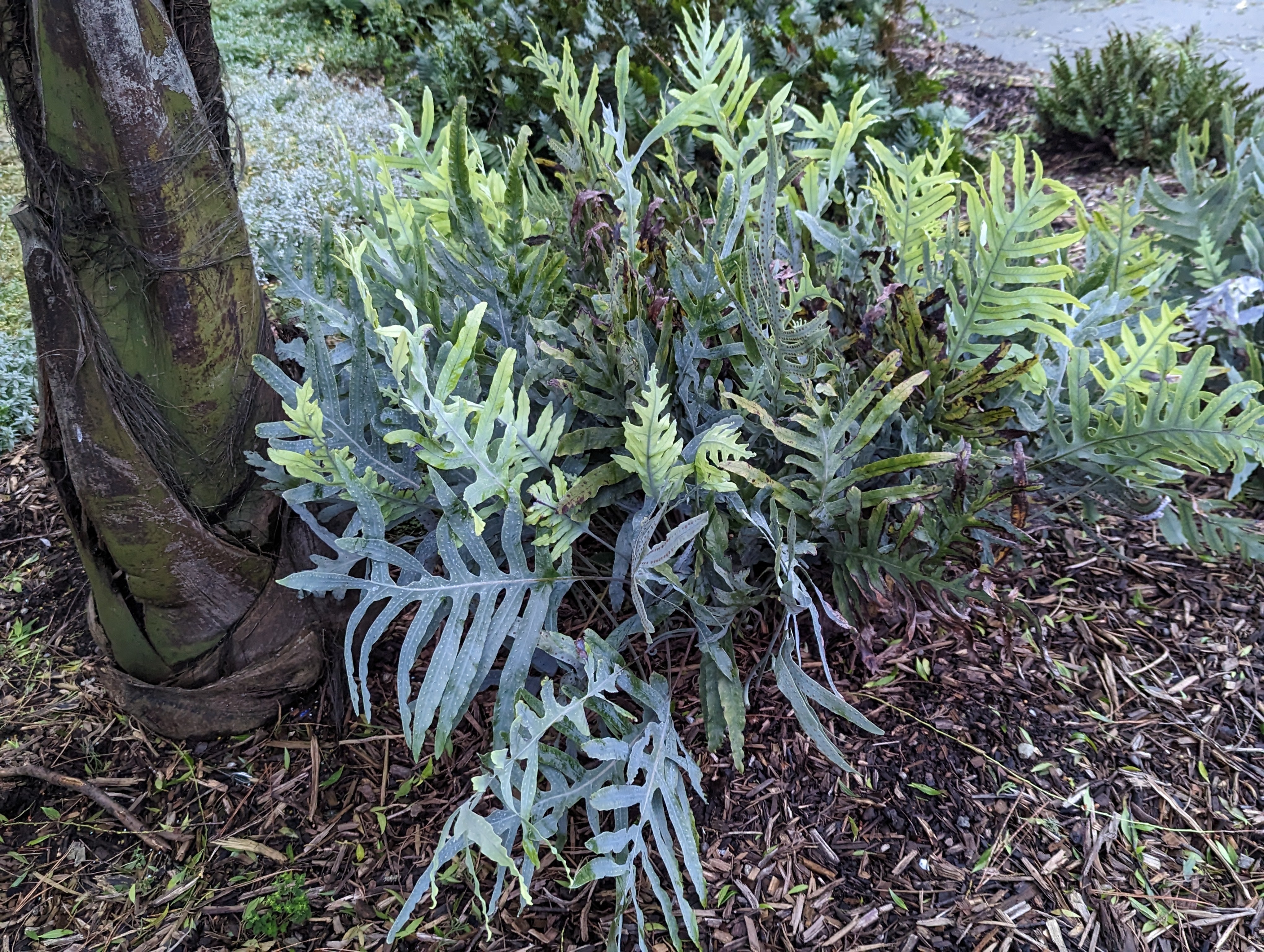 blue star fern scientific name Polypodium (Phlebodium) aureum 'Blue Star' – Heron's Head Nursery