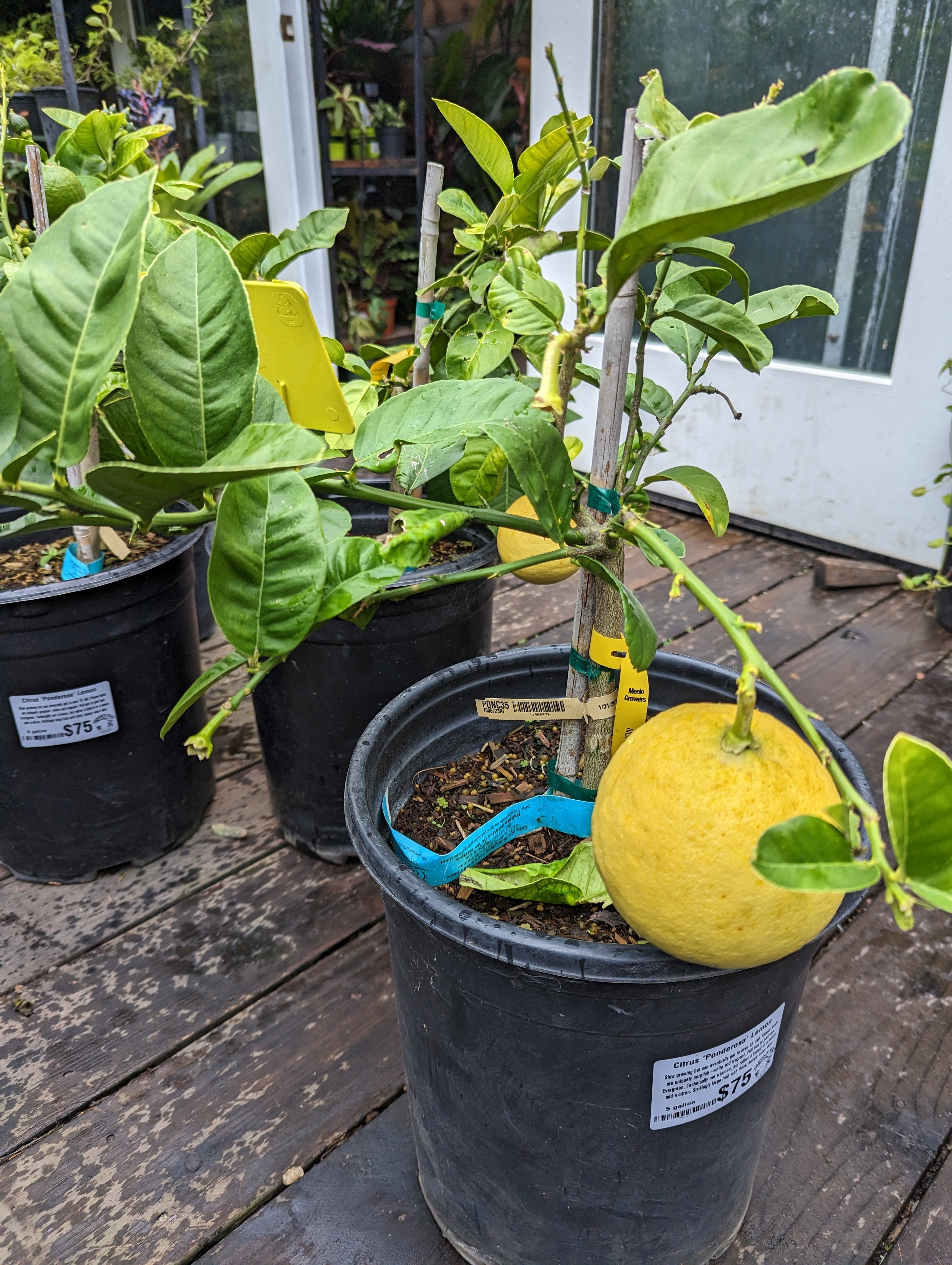 lemon plant pot size Citrus 'Ponderosa' Lemon – Heron's Head Nursery