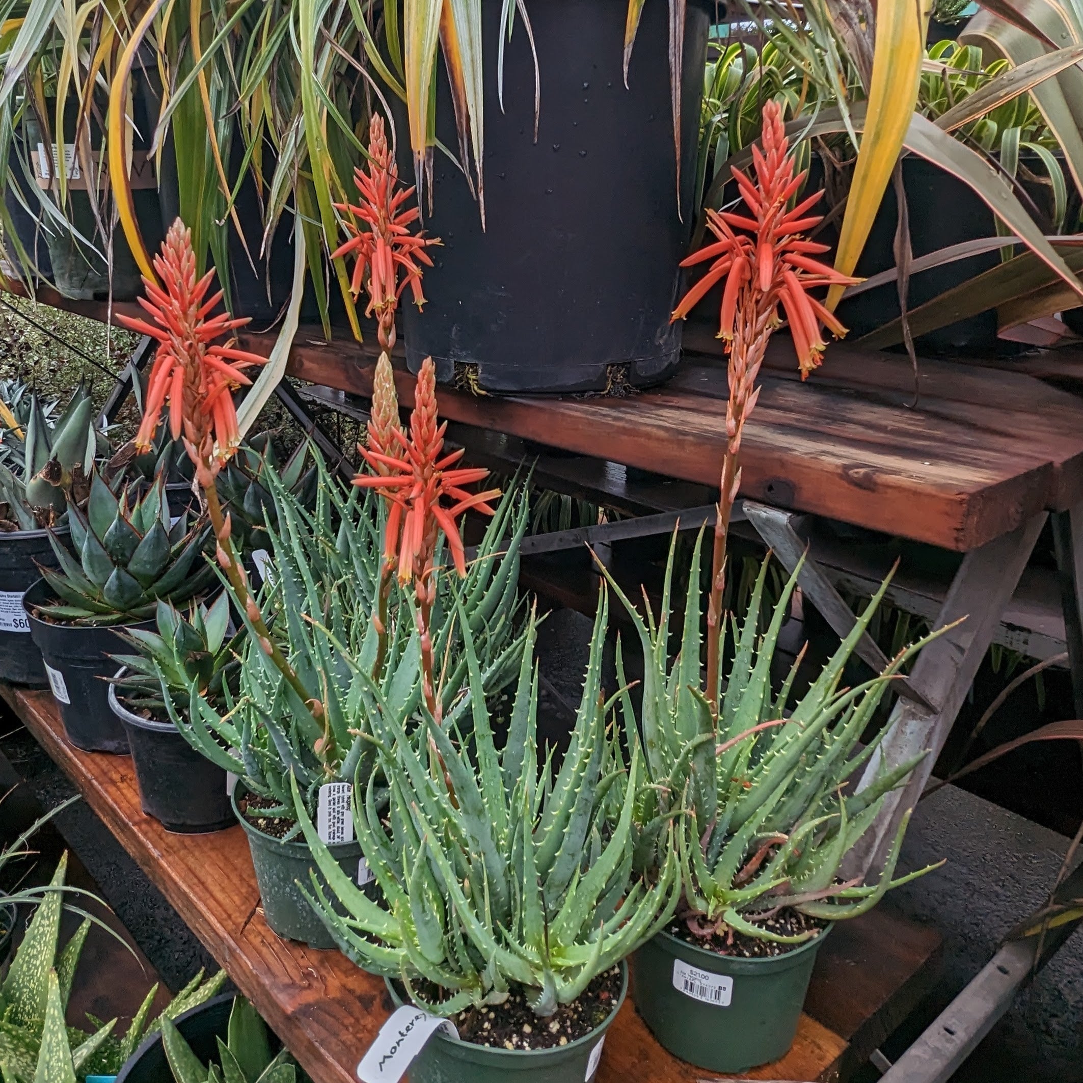 Aloe vera 'Hedgehog'