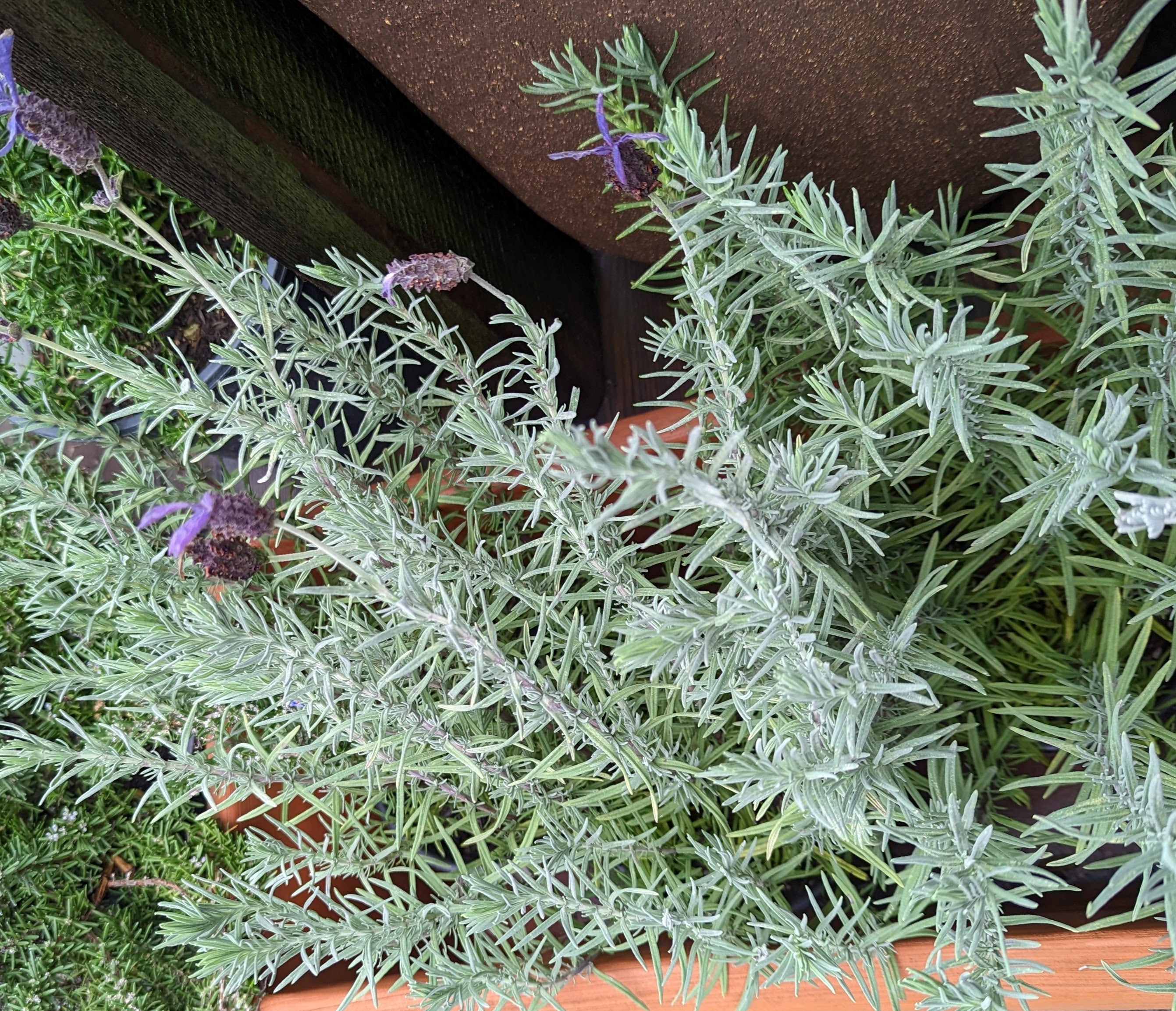 spanish lavender plant care Lavandula stoechas 'Dedication' (Spanish Lavender) – Heron's Head Nursery