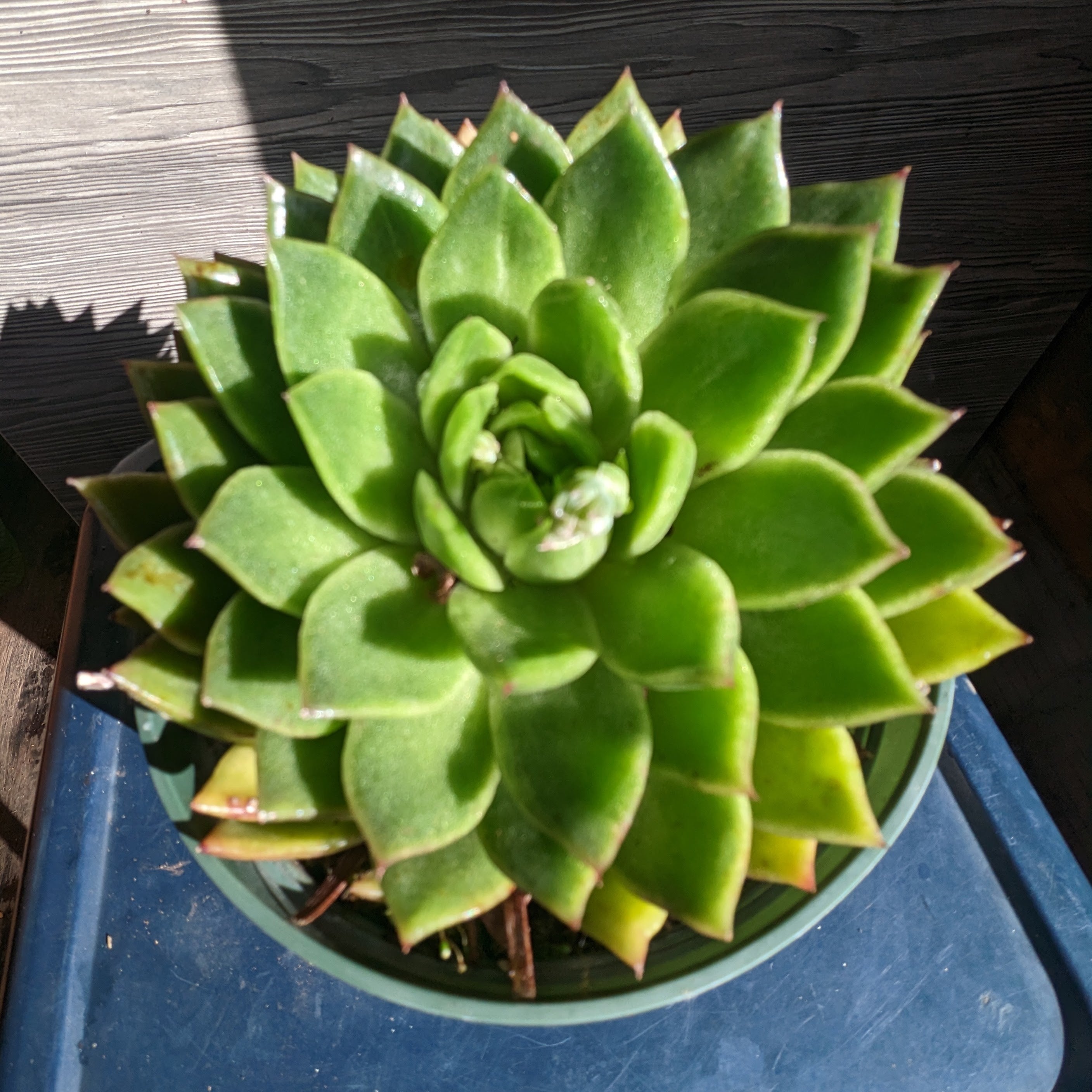 Echeveria agavoides 4