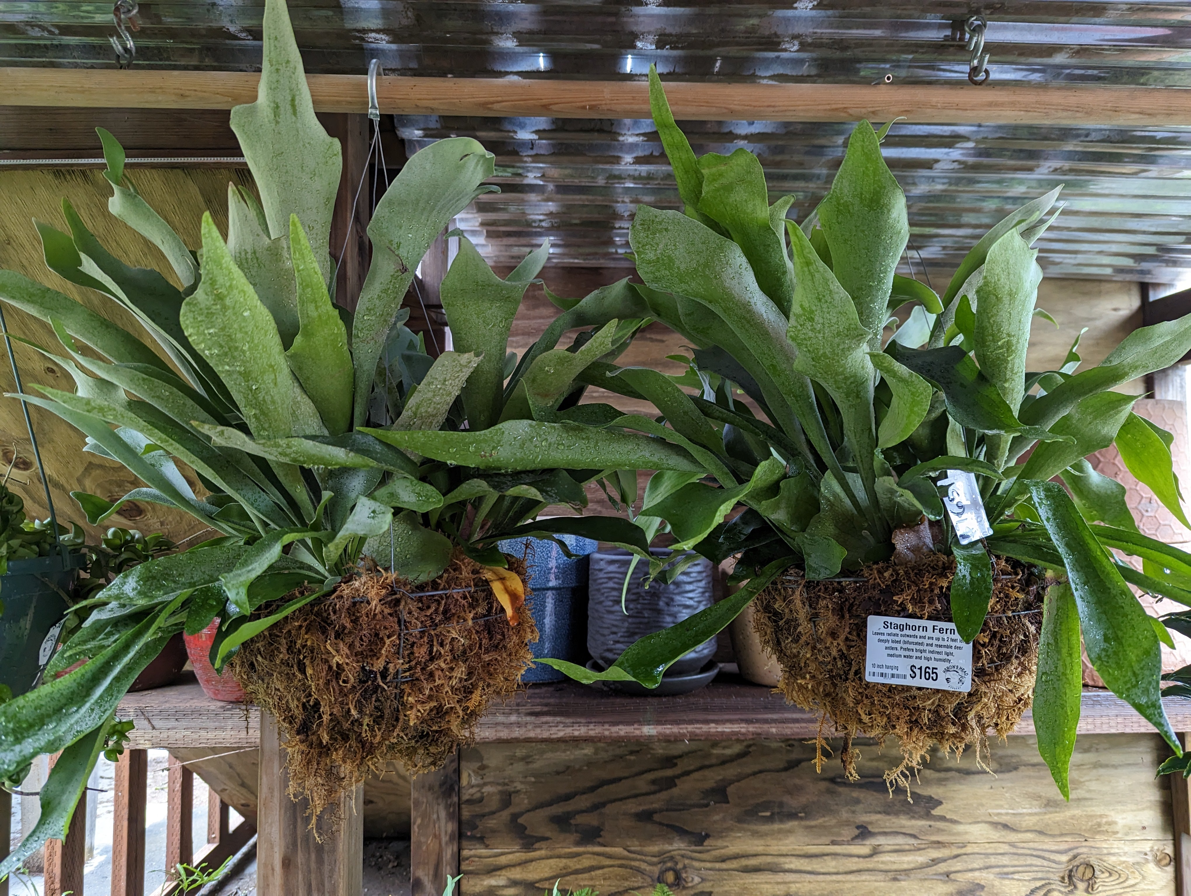 Staghorn Fern – Heron's Head Nursery