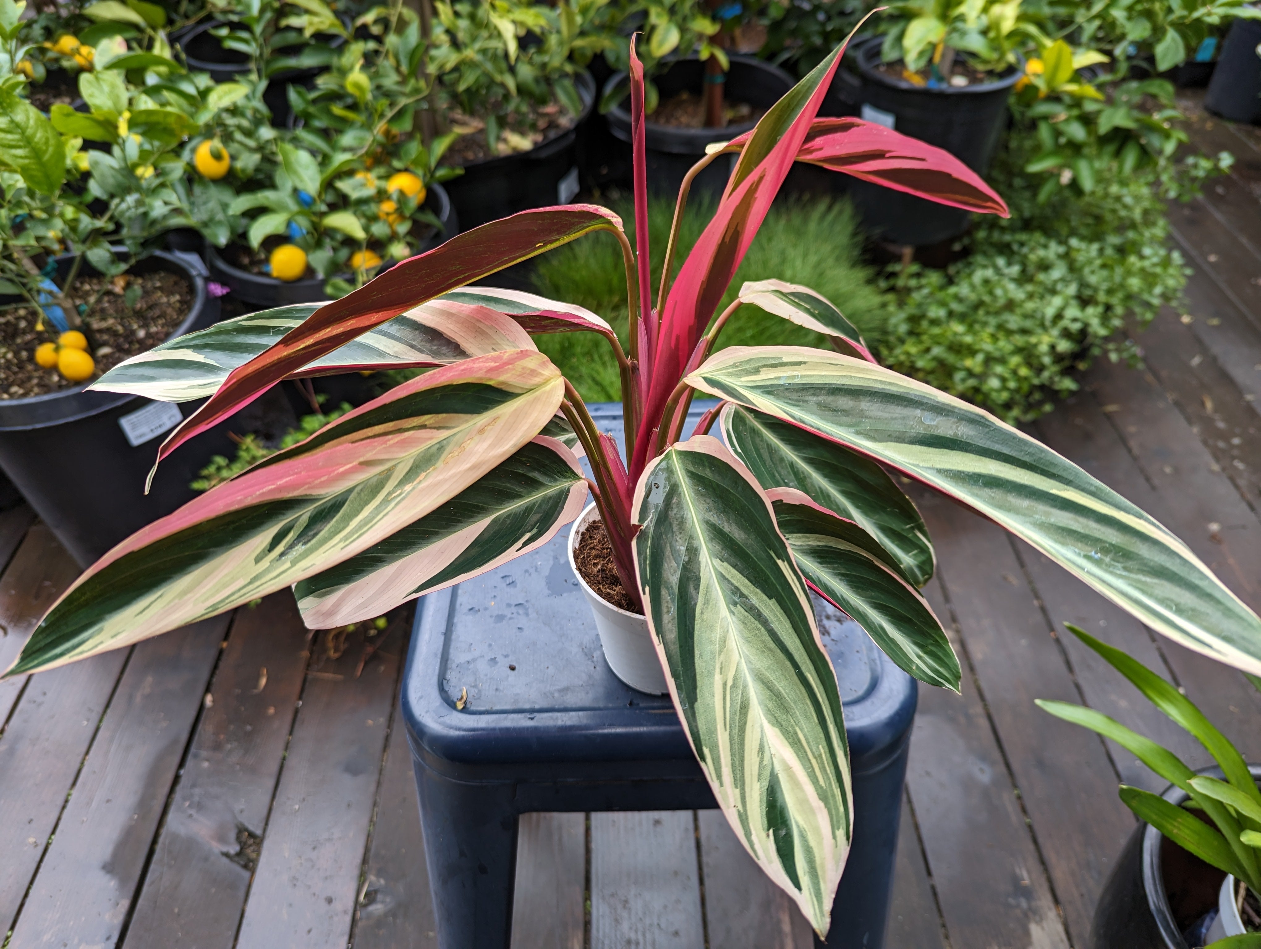 Stromanthe 'Triostar' 6