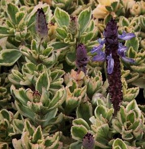 purple fuzzy succulent Plectranthus neochilus 'Mike's Fuzzy Wuzzy' – Heron's Head Nursery