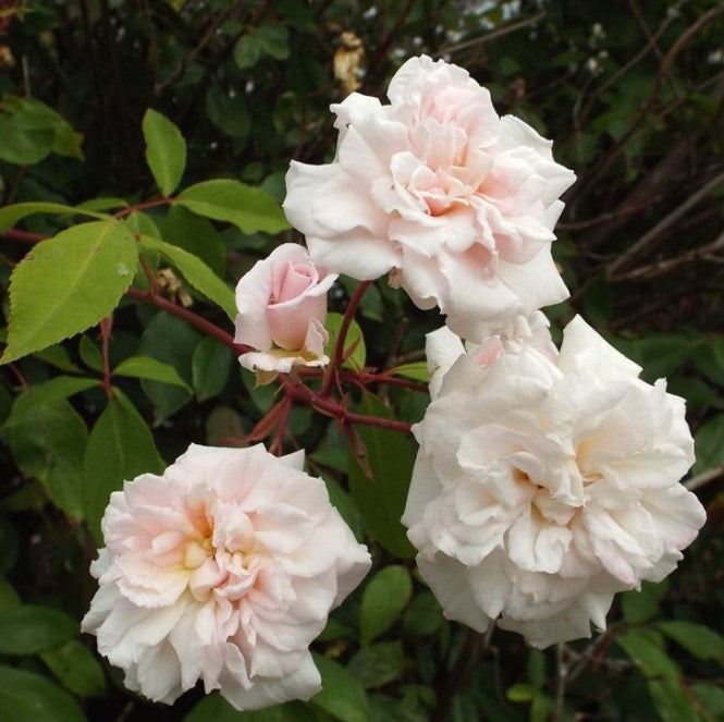 Rosa (Rose) 'Cecile Brunner'
