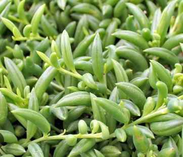 succulent string of beans Curio (Senecio) radicans 'String of Bananas' – Heron's Head Nursery