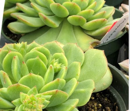 succulent sedum nussbaumerianum Sedum nussbaumerianum 'Variegated' – Heron's Head Nursery