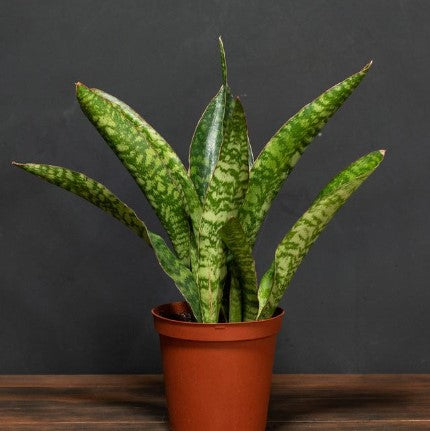 sansevieria jaboa Sansevieria jaboa