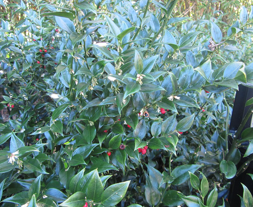 Sarcococca ruscifolia – Heron's Head Nursery