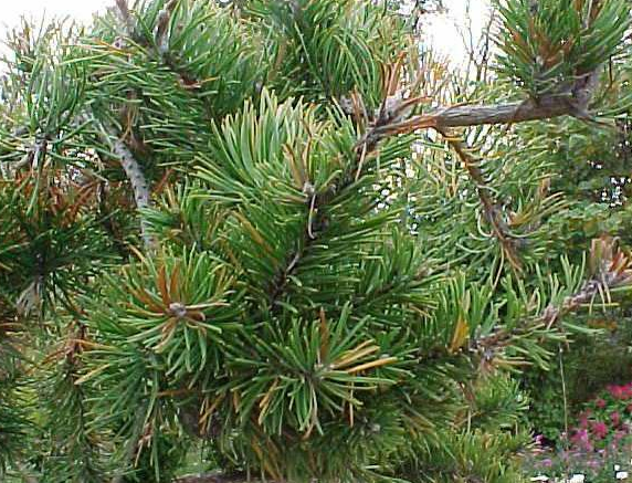Pinus banksiana 'Uncle Fogy' – Heron's Head Nursery