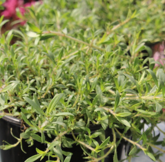 Thymus (Thyme) x citriodorus 'Cascata Lemonade' – Heron's Head Nursery