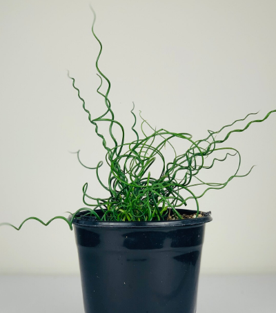 corkscrew rush plant indoors Juncus spiralis – Heron's Head Nursery