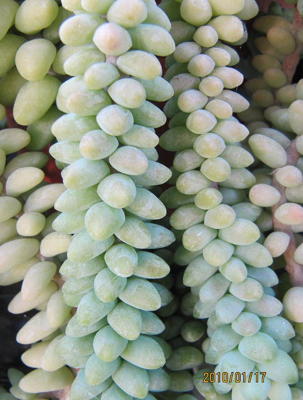 Sedum morganianum 'Burro Tail' – Heron's Head Nursery