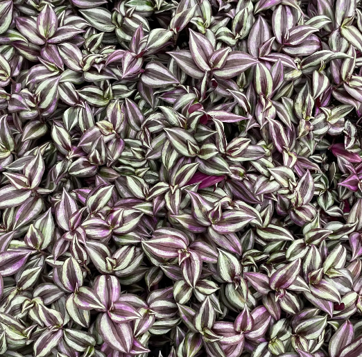 the plant wandering jew Tradescantia zebrina 'Wandering Dude' – Heron's Head Nursery