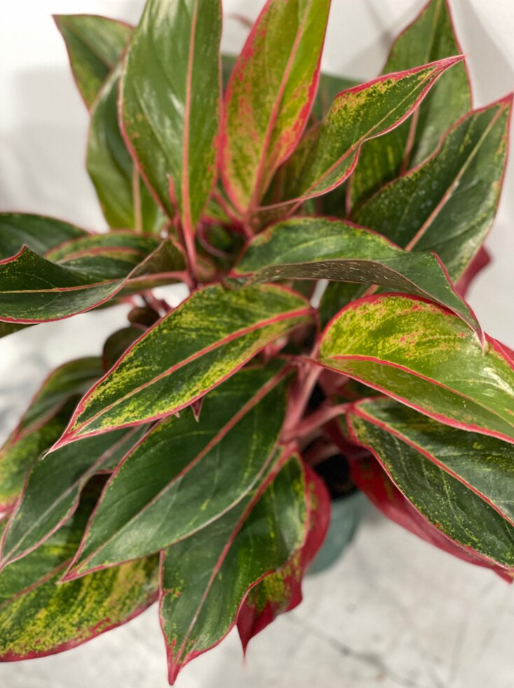 siam red aglaonema Aglaonema 'Red Siam' – Heron's Head Nursery