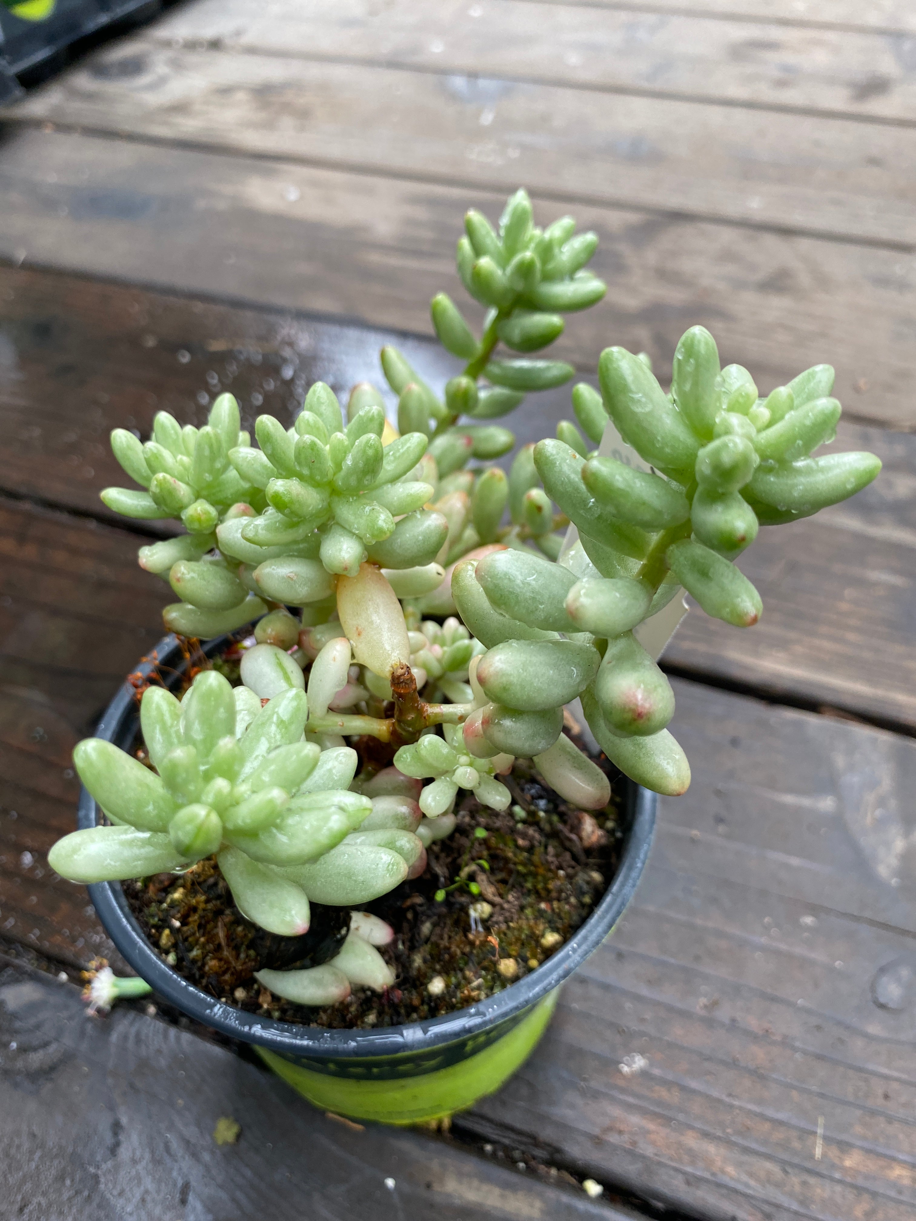 aurora succulent Sedum rubrotinctum 'Aurora'