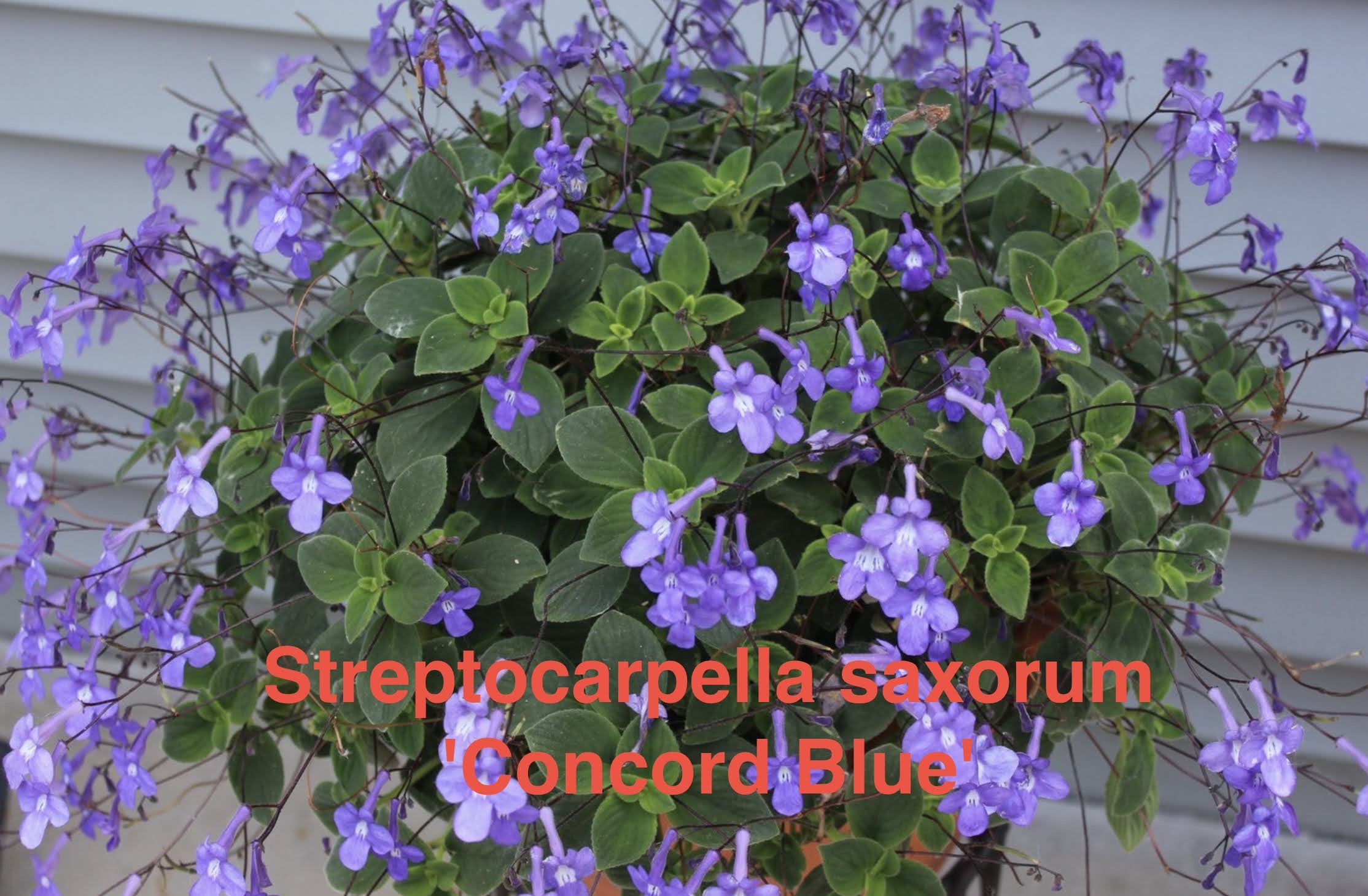 Streptocarpella (Streptocarpus) saxorum 'Concord Blue' – Heron's