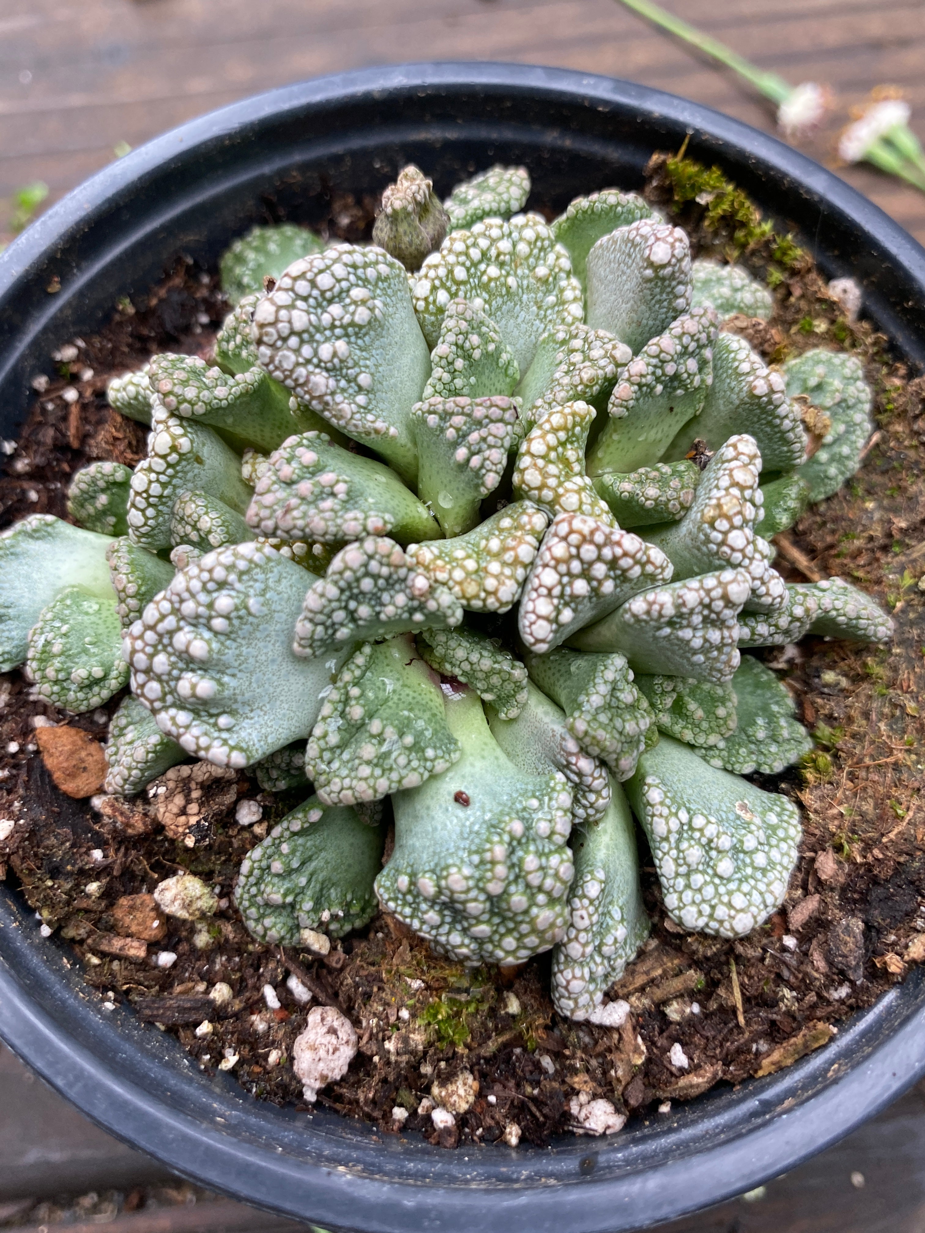 concrete leaf succulent care Titanopsis calcarea