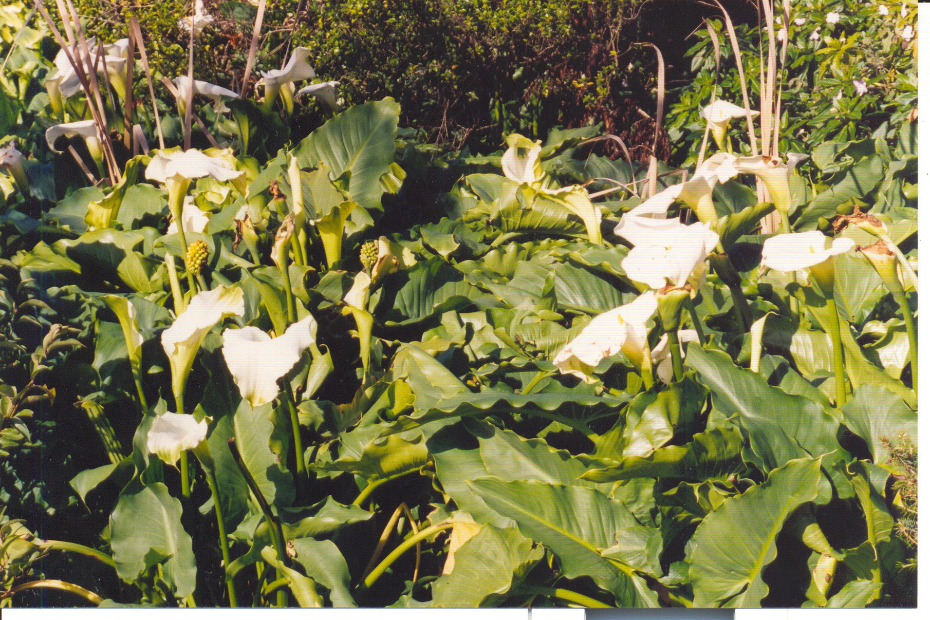 green goddess calla lily plant Zantedeschia aethiopica 'Green Goddess'