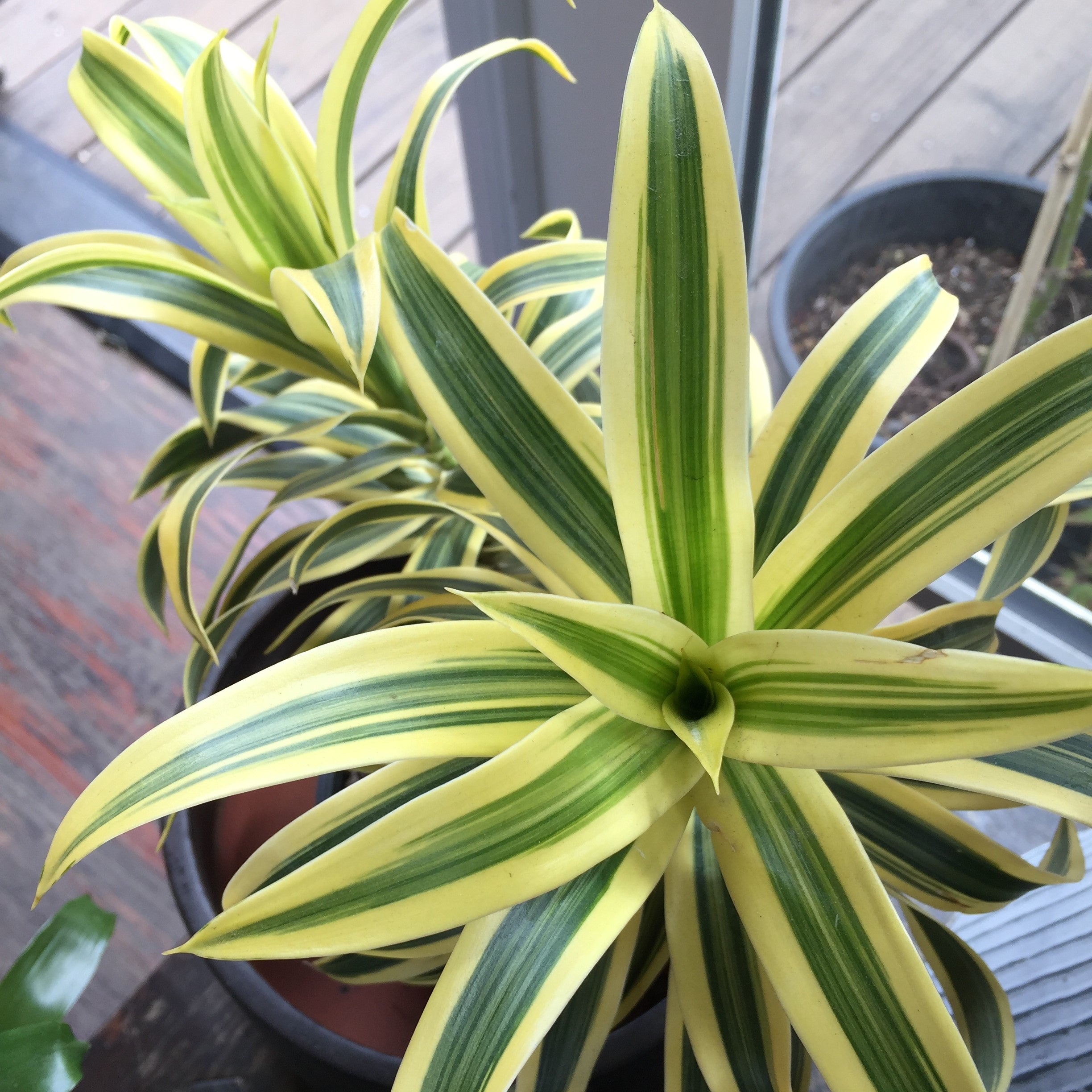 dracaena reflexa pleomele Dracaena reflexa 'Song of India' (Pleomele)