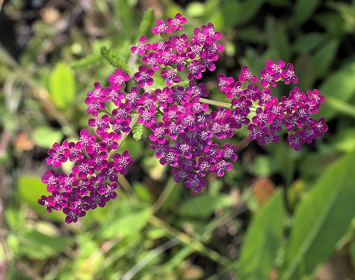Achillea millefolium 'Pink Island Form' ('Island Pink')