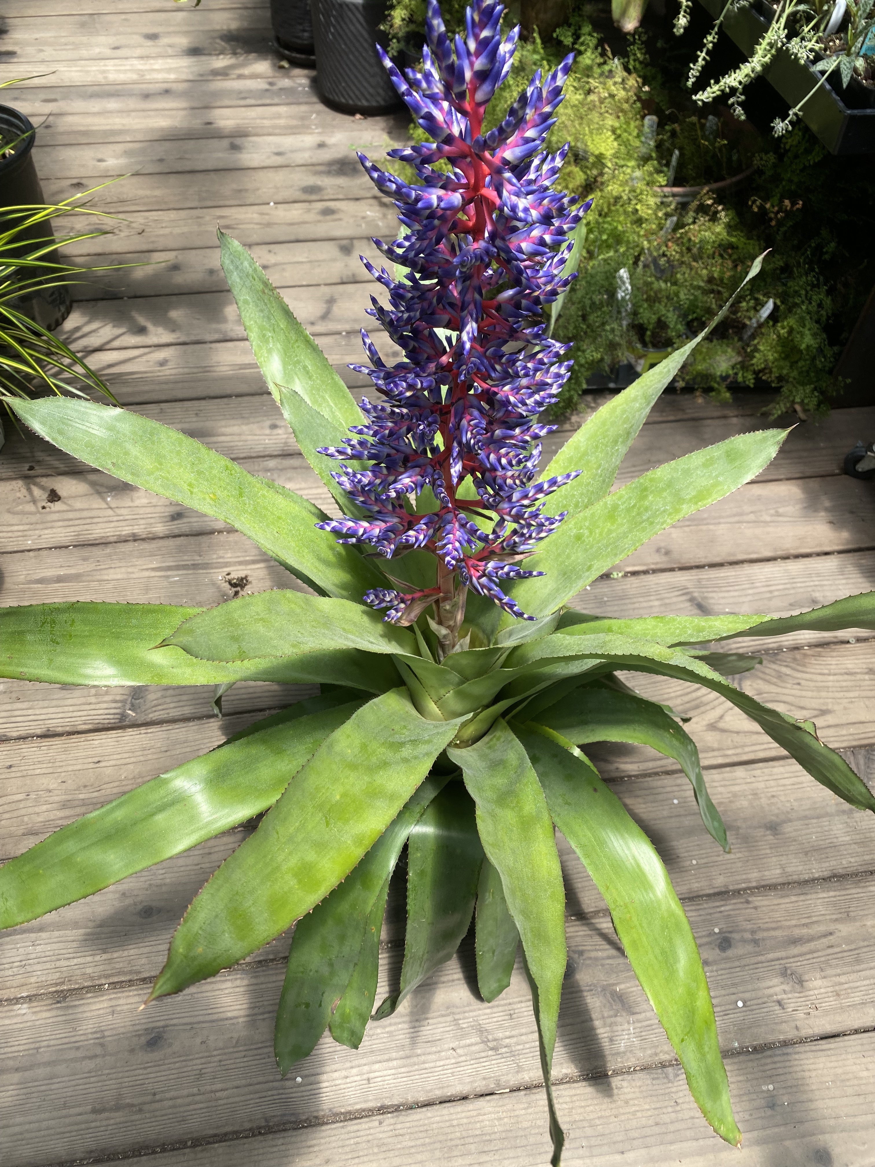 Aechmea 'Del Mar' – Heron's Head Nursery