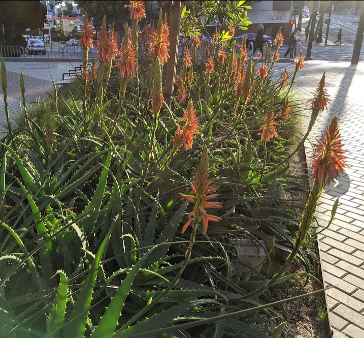 aloe vera arborescens plant Aloe arborescens
