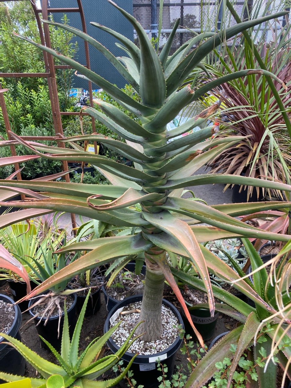 price for aloe vera plant Aloe 'Hercules' – Heron's Head Nursery