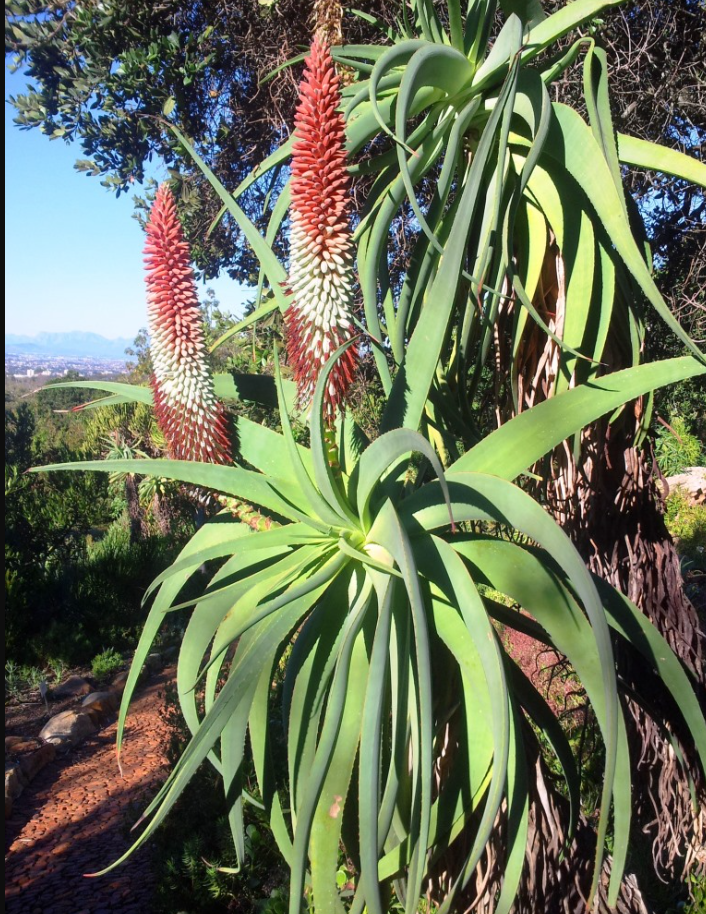 Aloe speciosa – Heron's Head Nursery