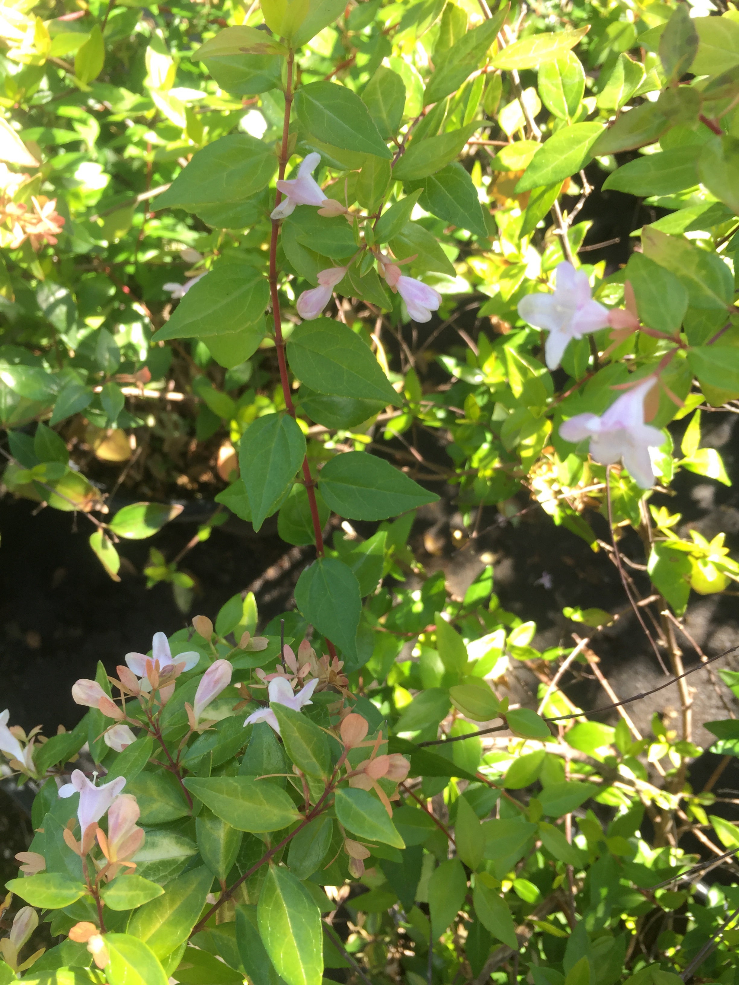Abelia x grandiflora 'Francis Mason'