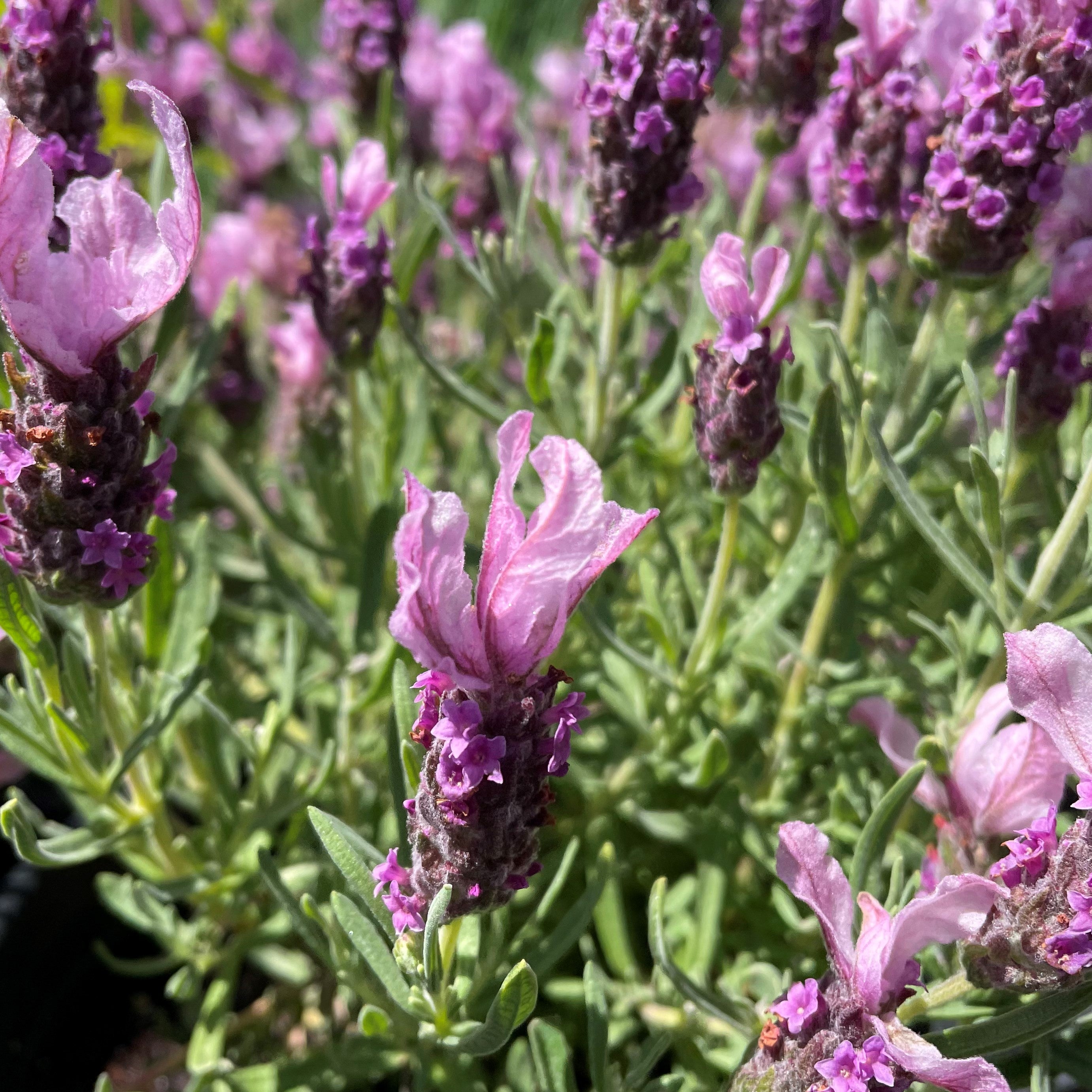 lavish lavender plant Lavandula stoechas 'Madrid Lavish Pink' (Spanish Lavender)