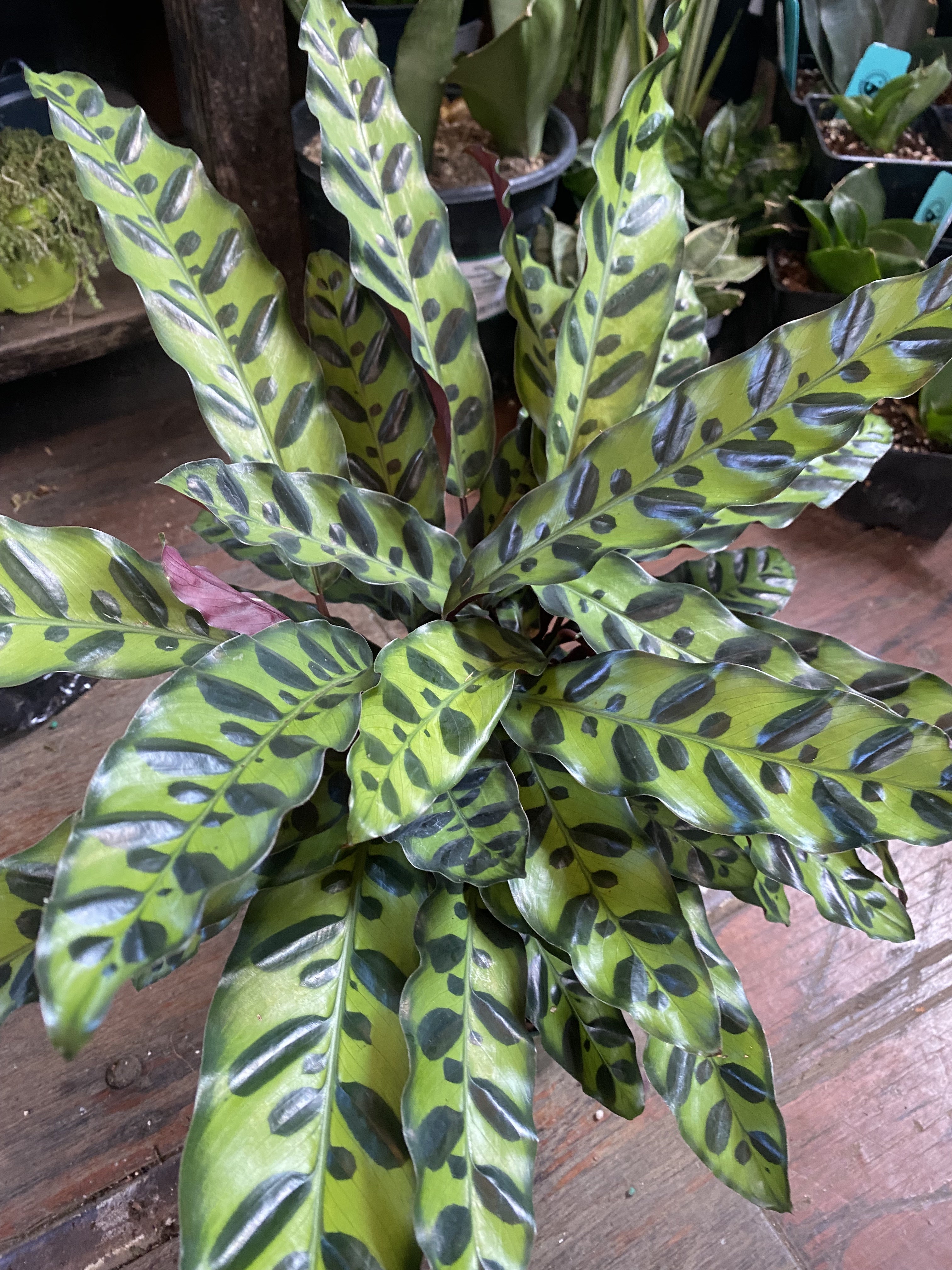Calathea lancifolia – Heron's Head Nursery