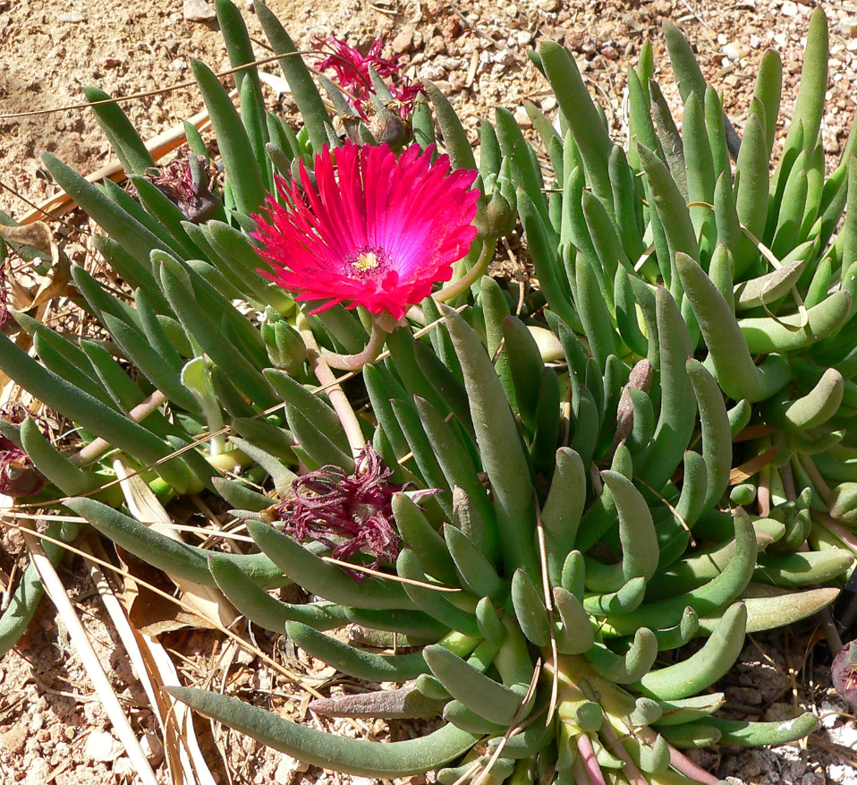 succulent wikipedia Cephalophyllum stayneri