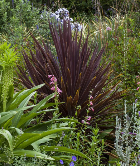 Cordyline australis 'Red Star'