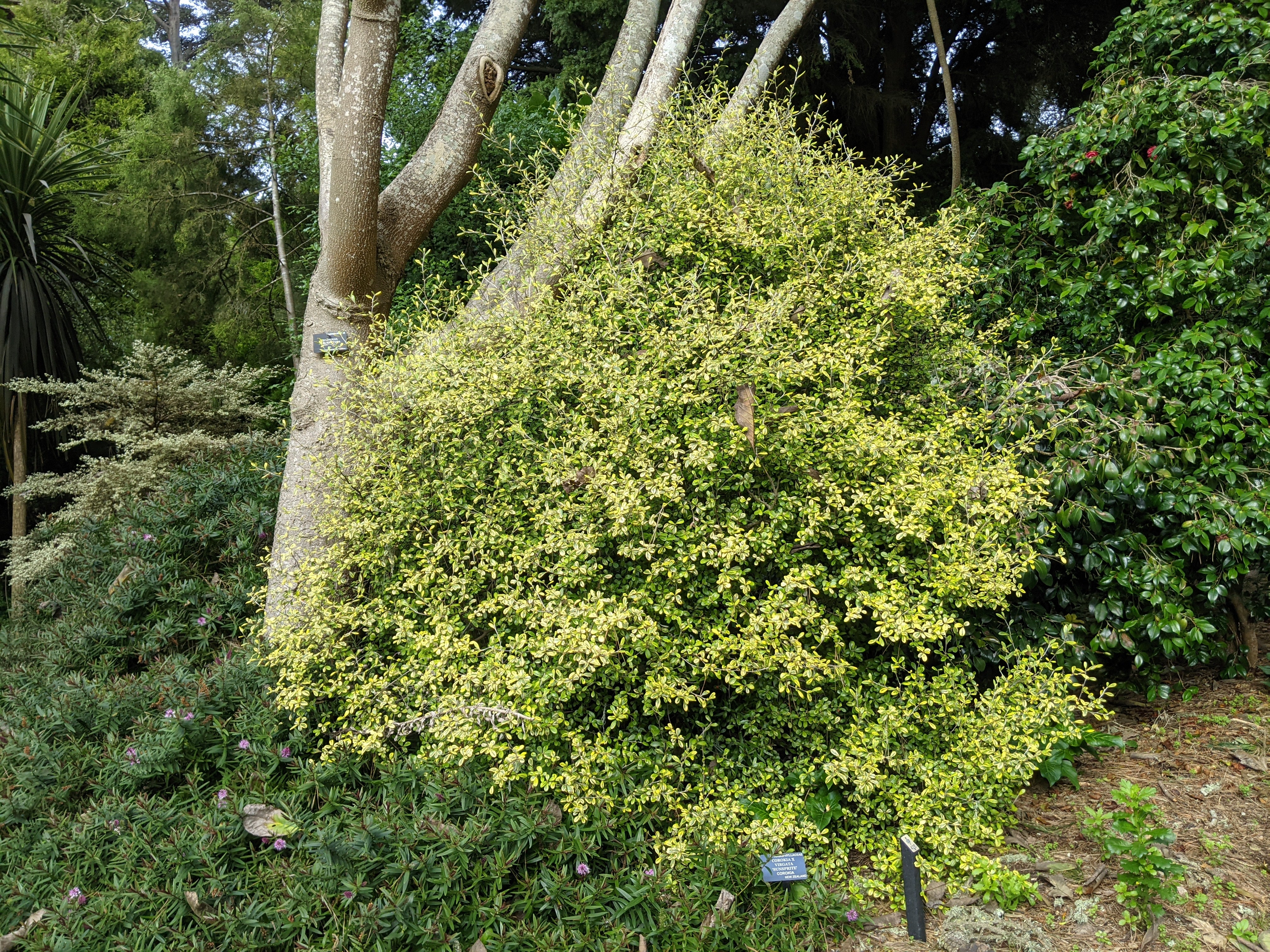 Corokia x virgata 'Sunsplash' – Heron's Head Nursery