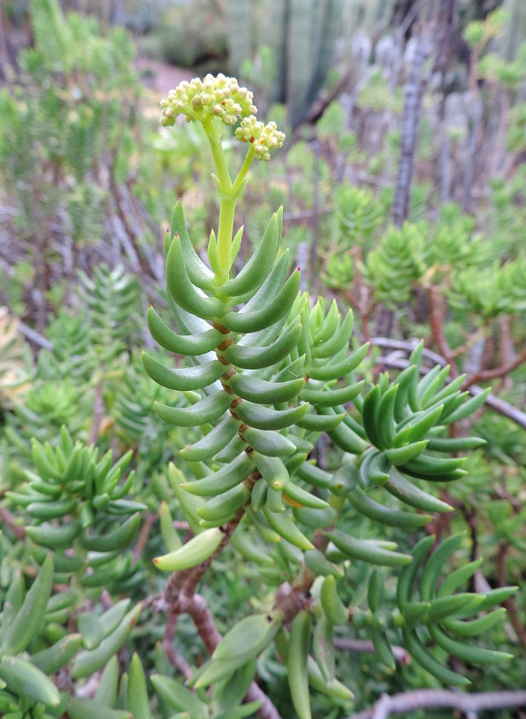 succulent crassula tetragona Crassula tetragona – Heron's Head Nursery